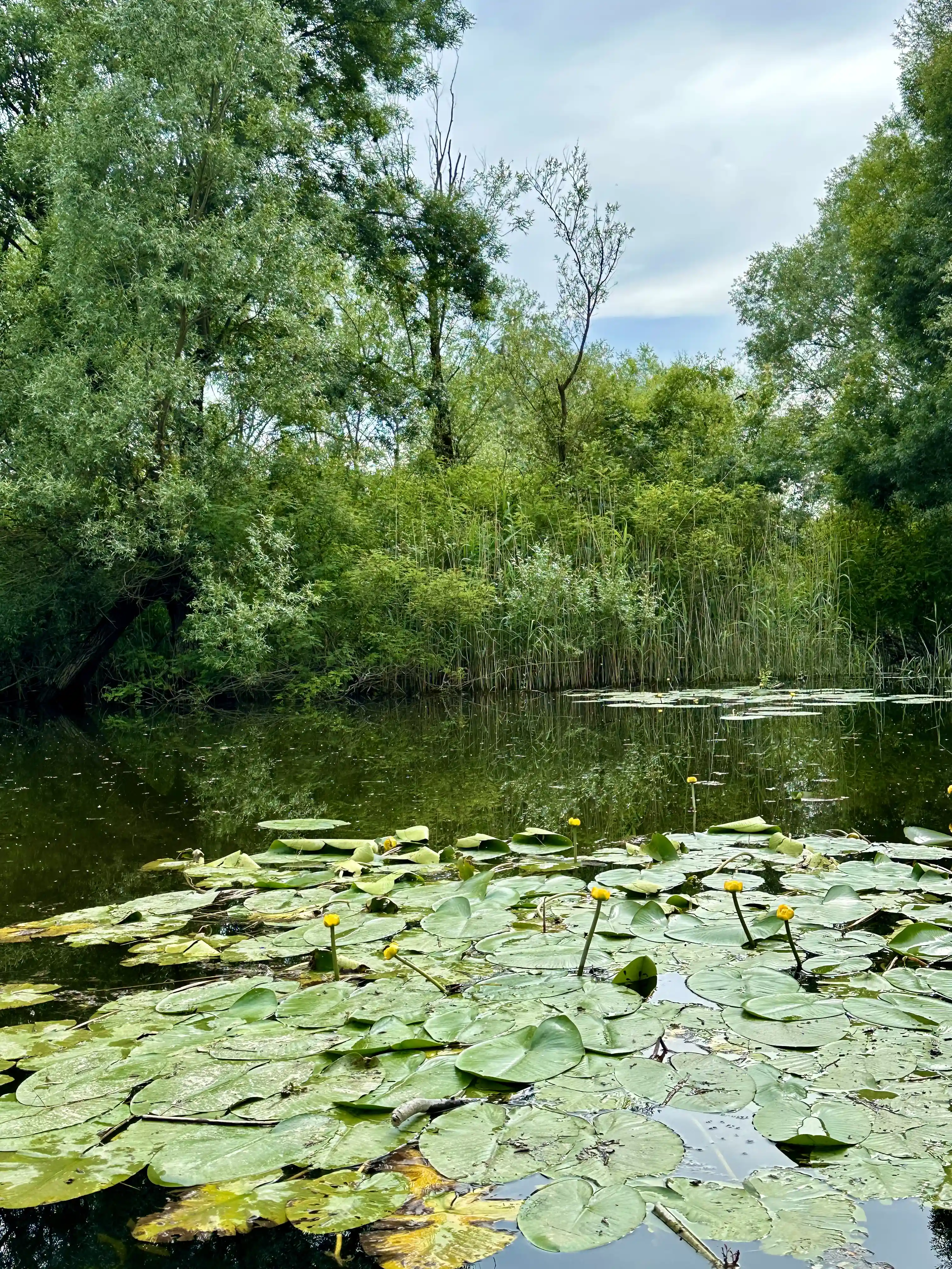 Imagine Skadar Lake in Montenegro